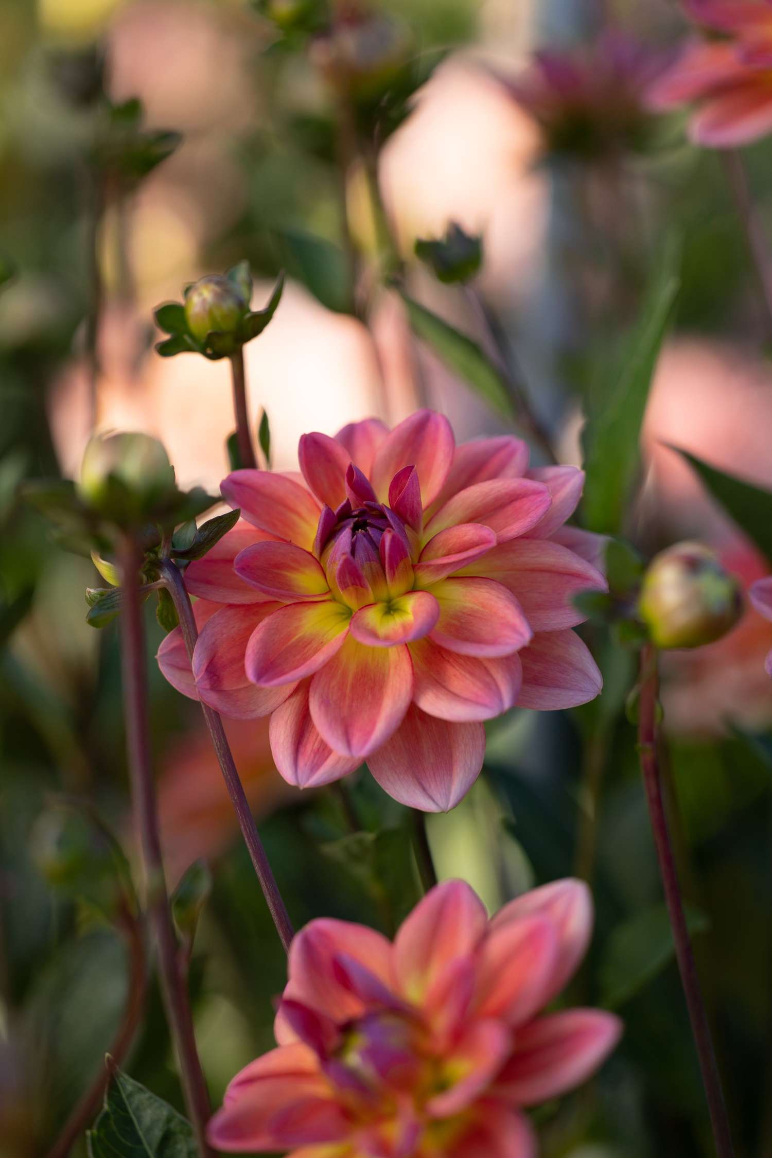 Dahlia 'Pacific View'